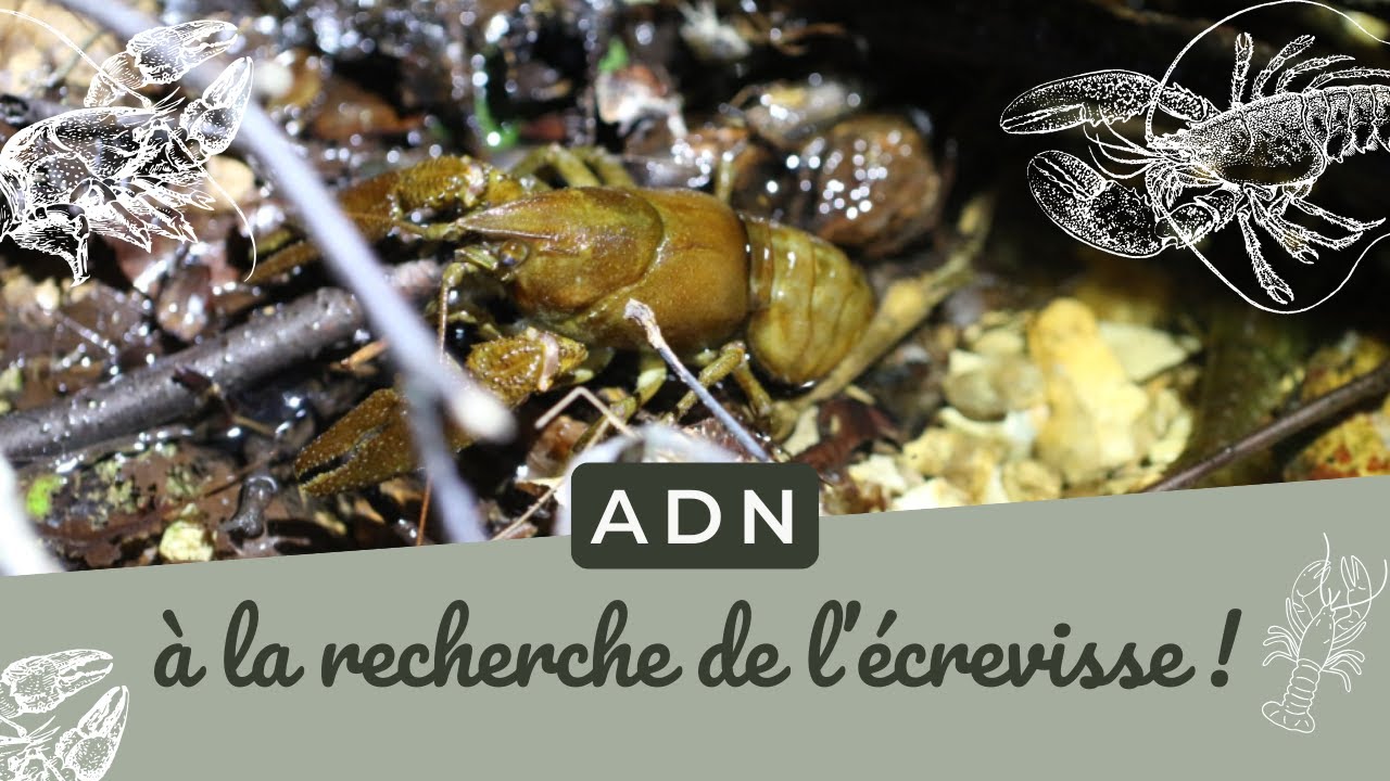 ADNe - à la recherche des écrevisses !