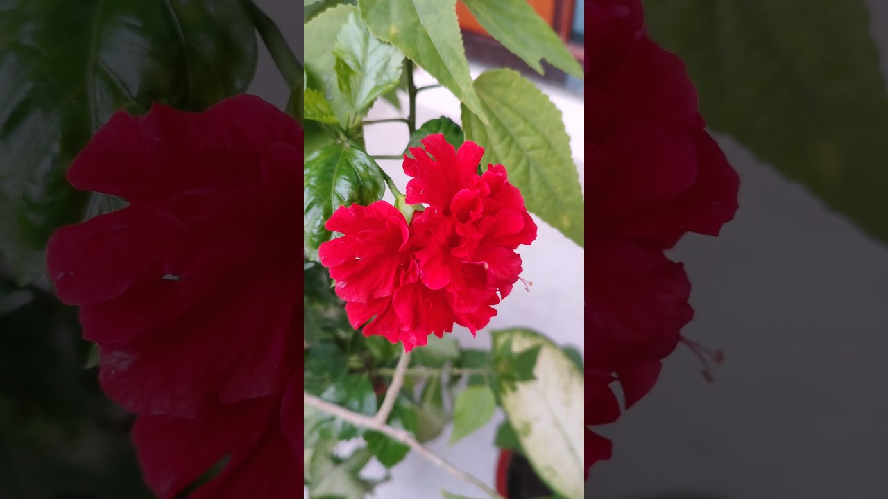 "📸 Poco X5 Pro Camera Test | Stunning Shots & Details!