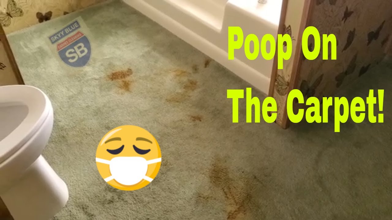 Cleaning Poop Out Of This Carpet!