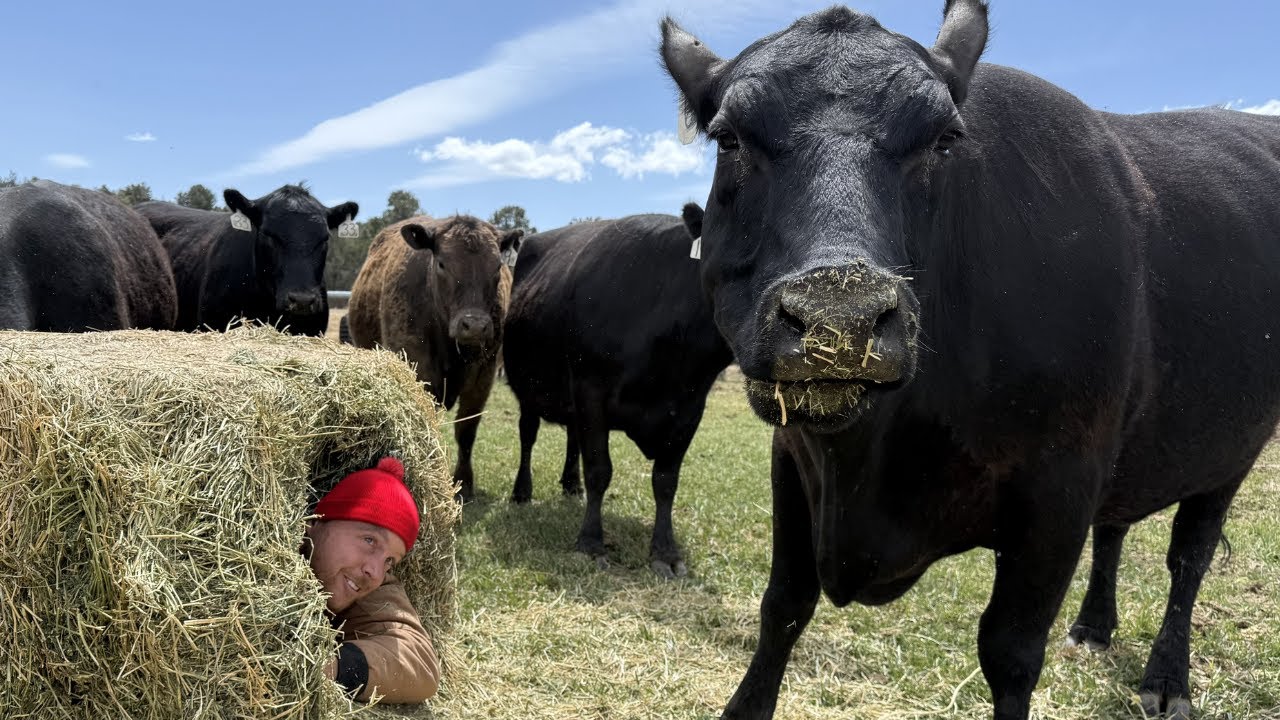 Will a Hay Bale Shelter Keep You Warm??
