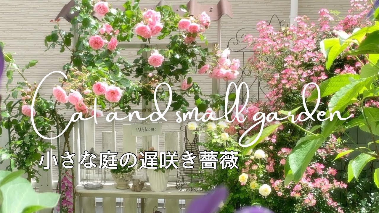 6月の遅咲きバラと宿根草🌹/小さな庭のガーデニング/ガーデンVlog