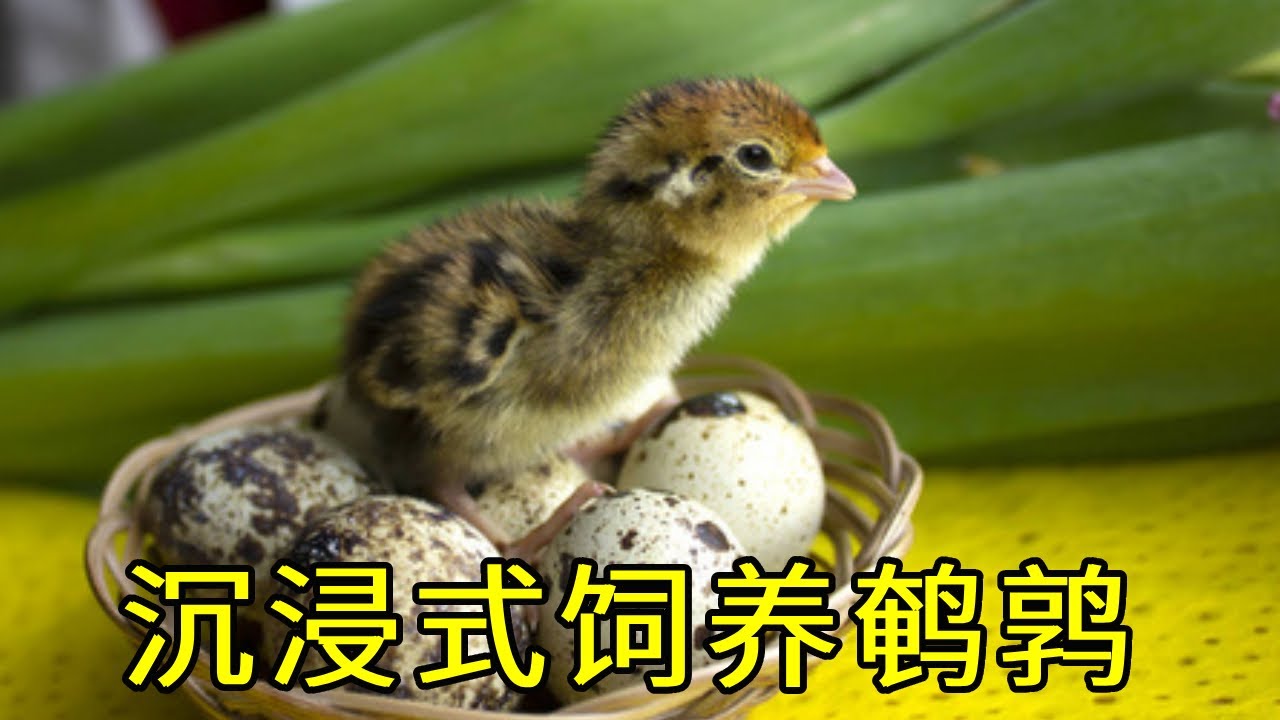 沉浸式养鹌鹑，小伙在超市购入100个鹌鹑蛋，20天后竟发生这种事【天野侠】