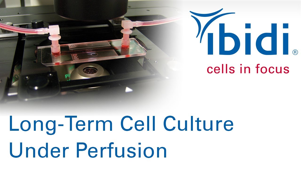 ibidi - cells in focus: Long Term Cell Culture under Perfusion