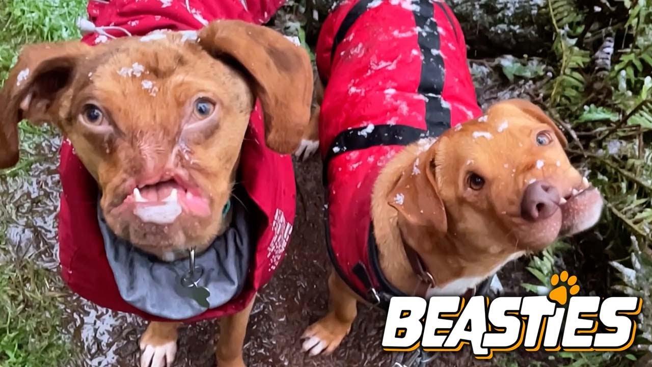 The Miracle Dogs With A Second Shot At Life | BEASTIES