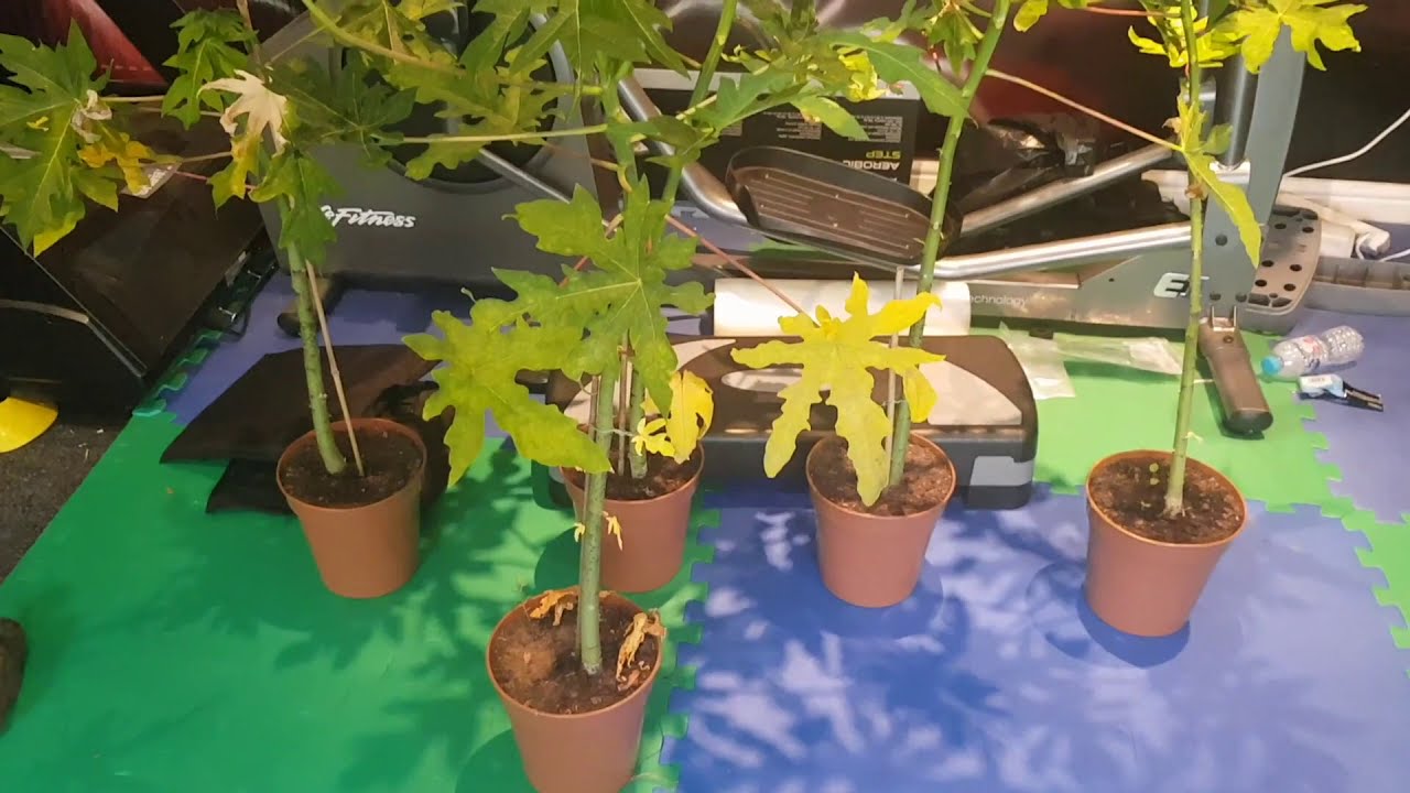 How to Grow Papaya Trees in Cooler Climates