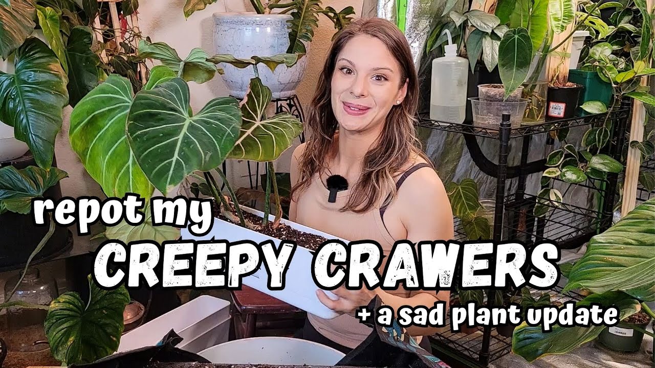 Caring for my Crawling Philodendron + a plowmanii update 🫣