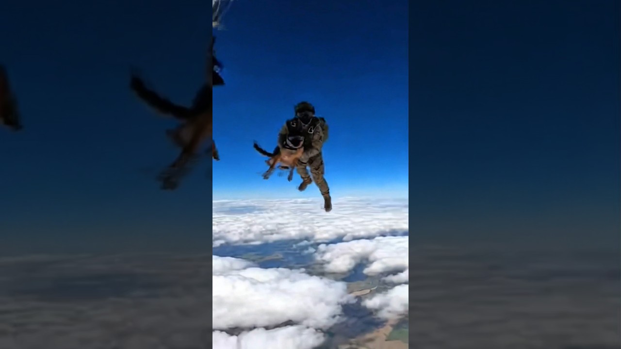 Elite K9 vs Threat | Tactical Dog Action🐕&zwj;🦺🔥 #k9 #k9training #malinois #viral  #k9unit #wildlife