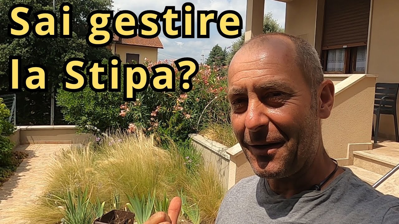 Come gestire la Stipa