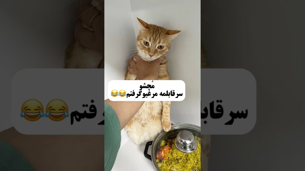 مچشو سرقابلمه مرغیو گرفتم😂 #cat #catfunny #catvideos #گربه #گربه_خانگی#فان