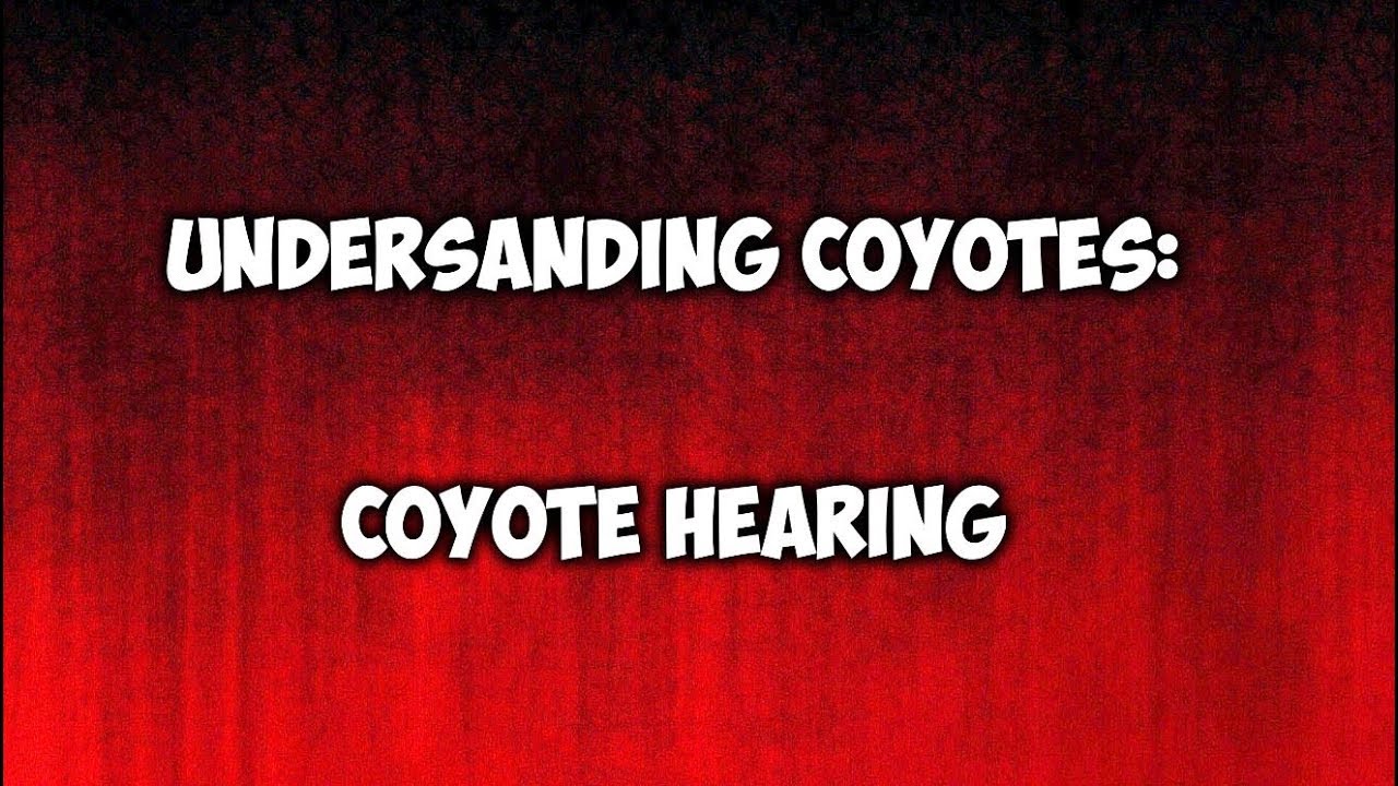 Understanding Coyotes:  Coyote Hearing