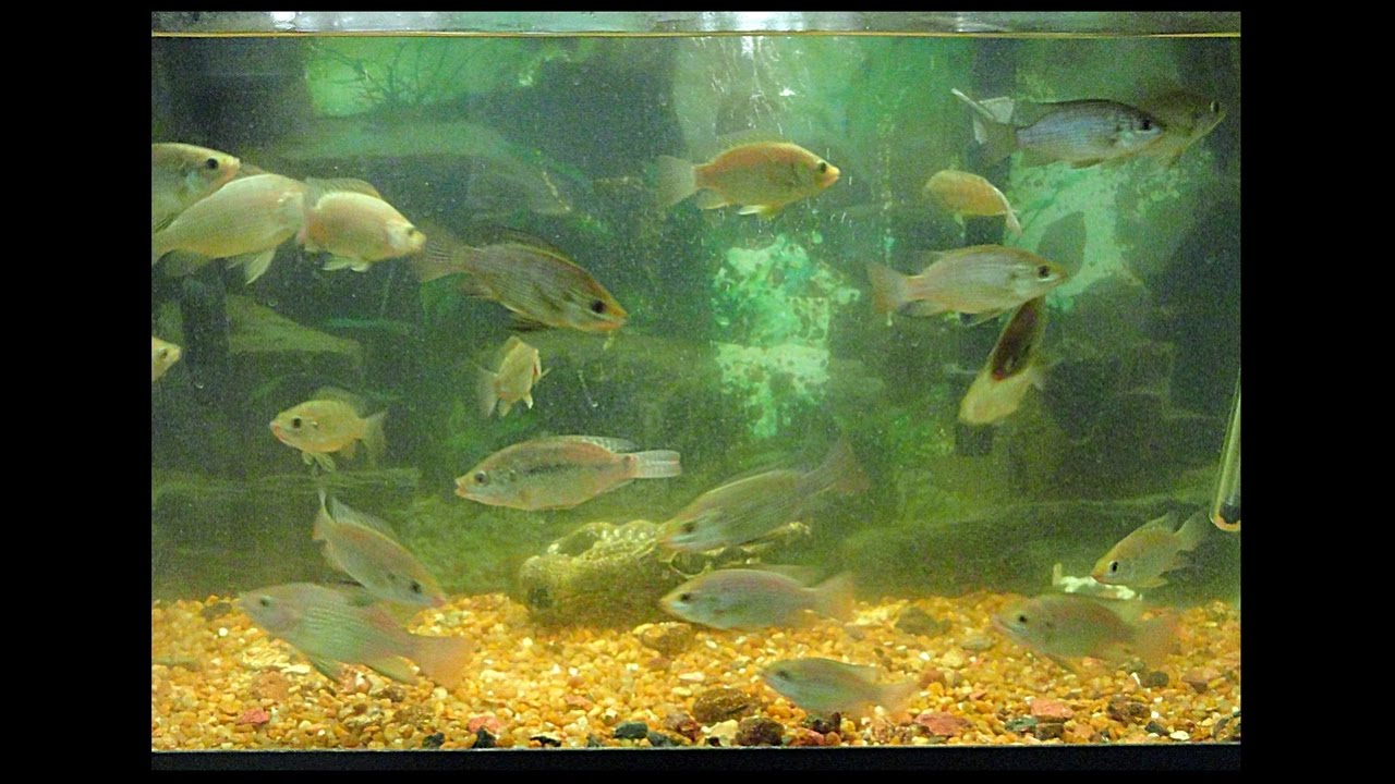 Raising, sexing, and breeding Blue Tilapia