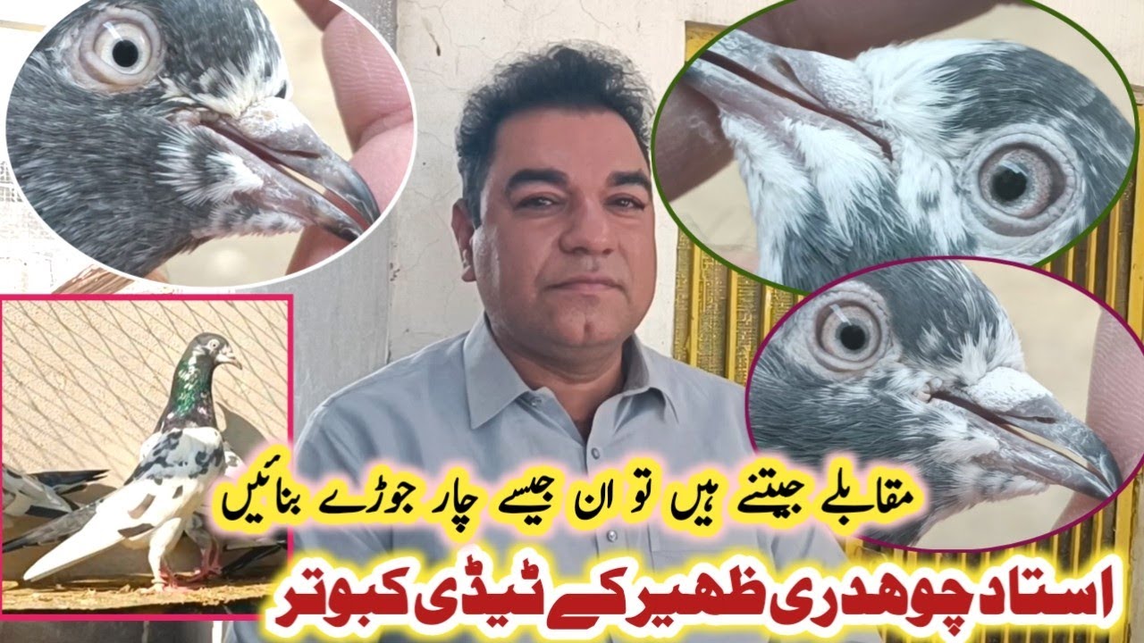 Ustad Ch Zaheer K Asal Halat Ma Taddy Kabotro Ka Shok || Kasur Pigeon Shok
