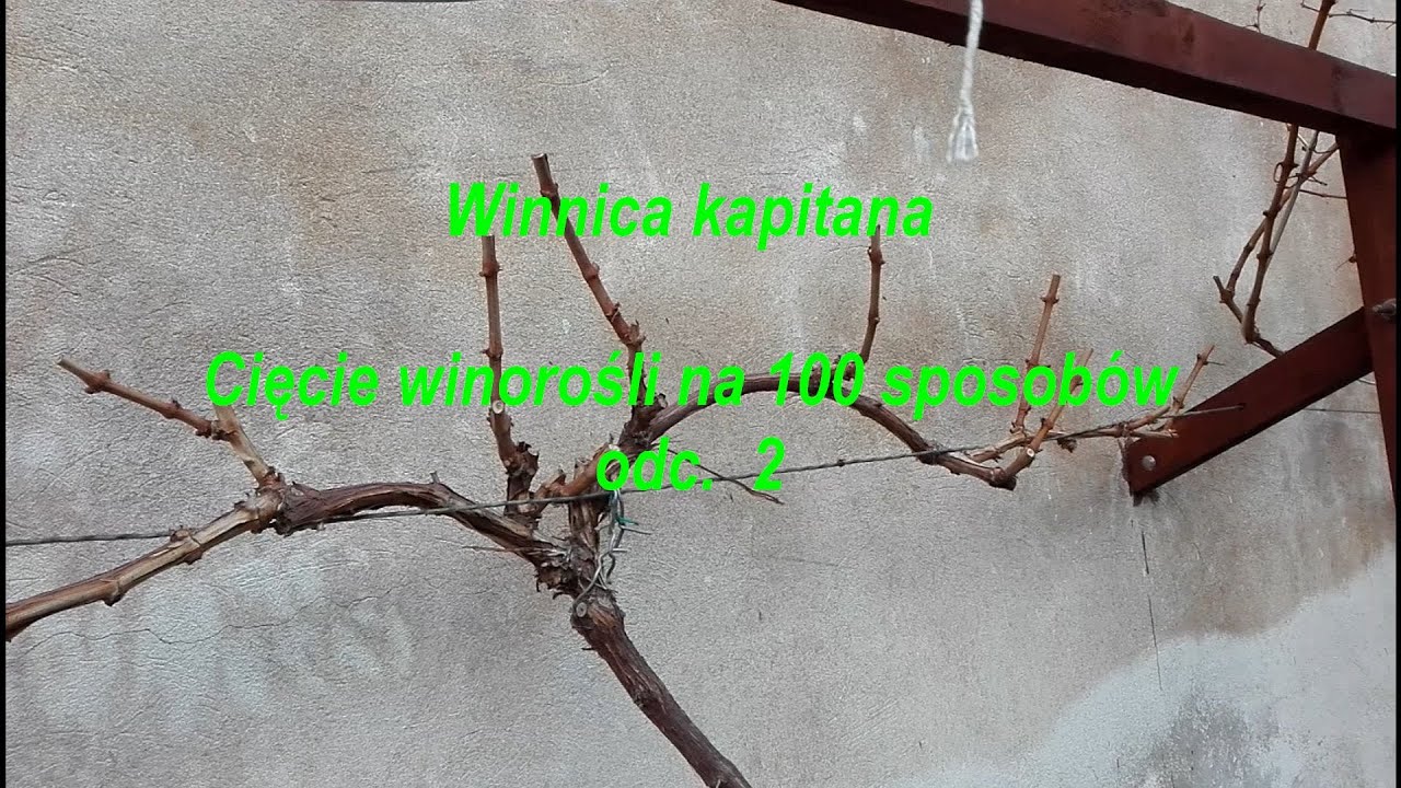 Cięcie winorośli na 100 sposobów odc.  2
