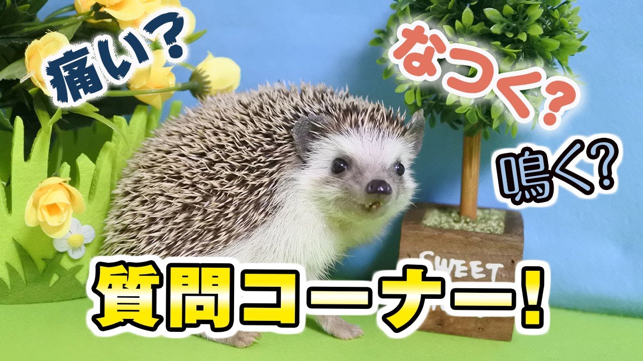 【ハリネズミの質問コーナー】飼ったことのない人からよく聞かれることに答えます！