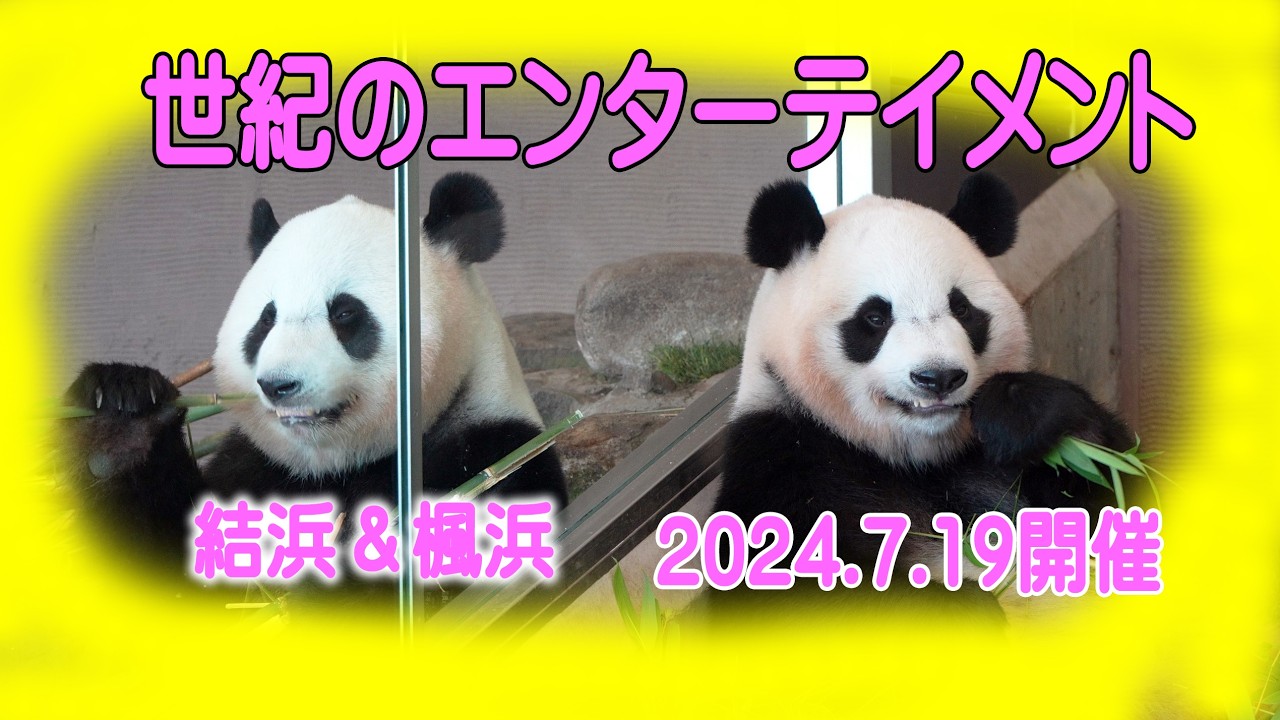 【まだ早すぎます！朝から寝ようとたくらむ結浜】ピッコンコラボに観客釘付け 子パンダ楓浜とお姉さんパンダ結浜