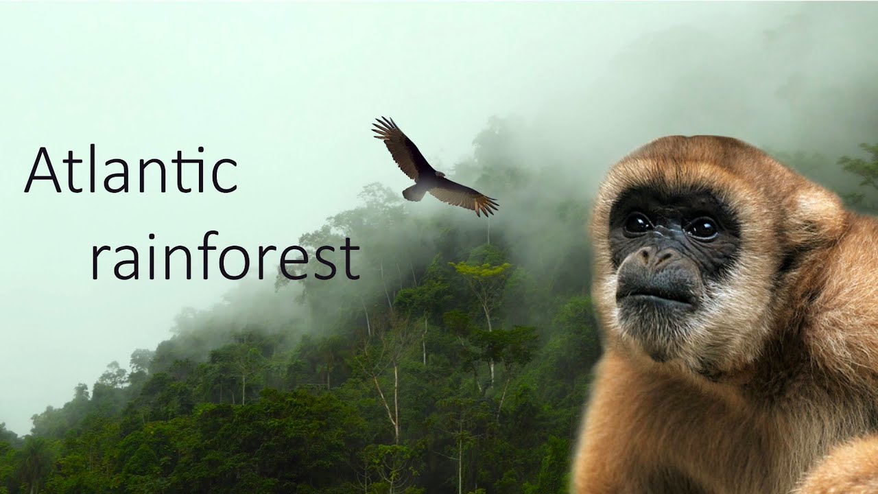Mata Atlântica - a hotspot of biodiversity