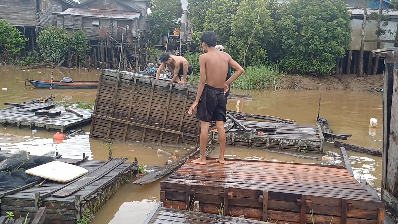 Luar biasa Panen jutaan ikan toman dikeramba apung