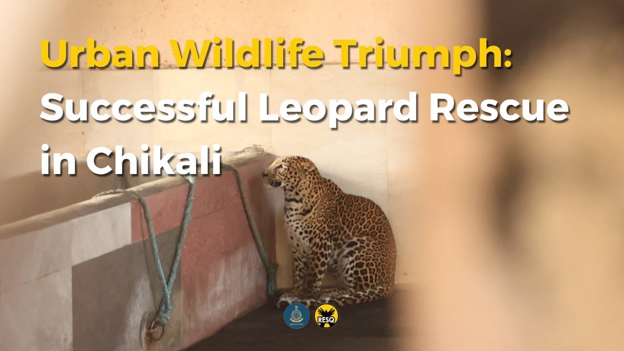 Urban Wildlife Triumph: Successful Leopard Rescue in Chikali | RESQ CT Pune 2023
