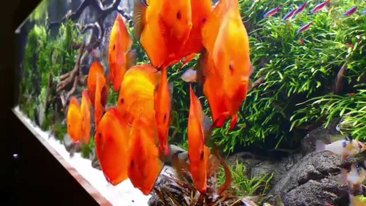 1.400 Liter Diskus Aquascape by Oleg Foht, Fische von Diskus-Direkt.de