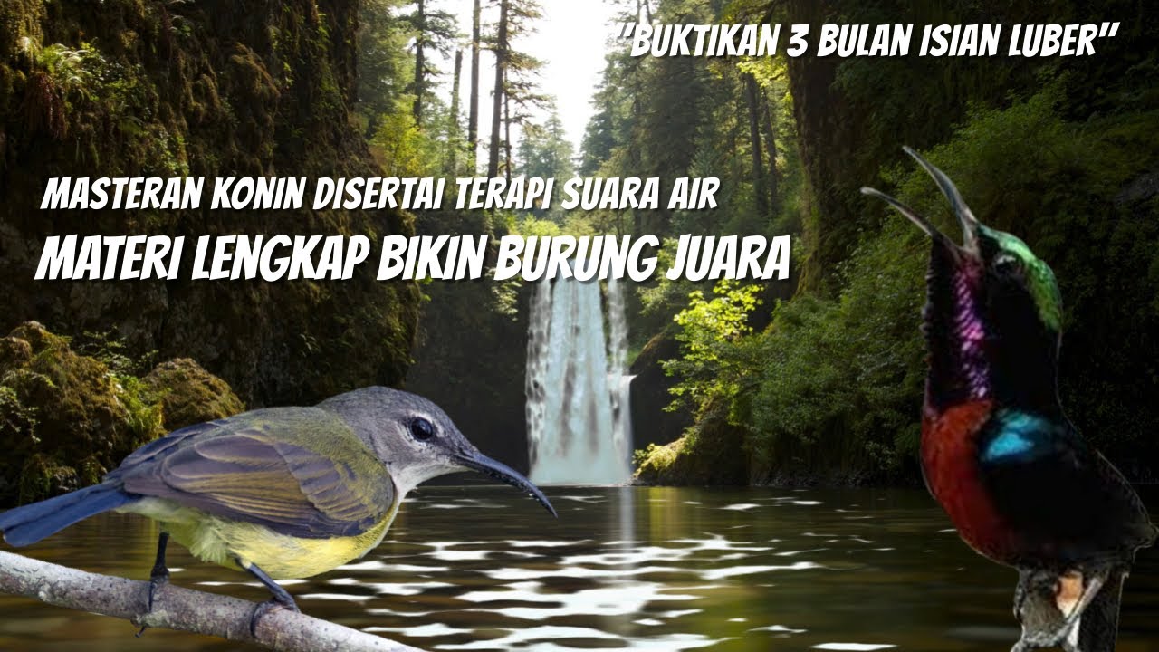 Masteran KONIN FULL ISIAN Materi MEWAH Tembakan Cililin, Roll Speed & Jeda Rapat + SUARA AIR