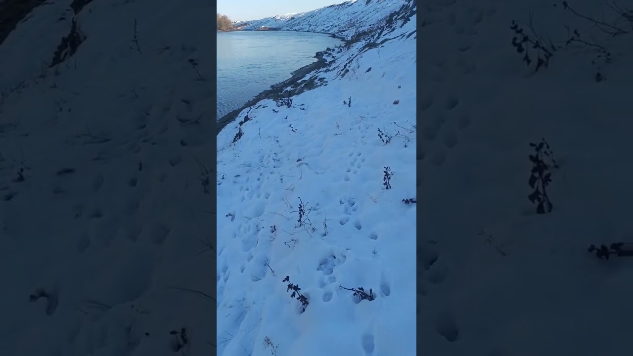Корень солодки для табака.