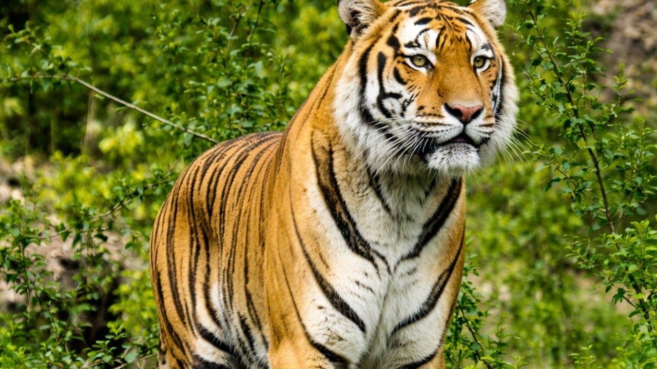 TIGRE: O Predador Solitário Que Enxerga no Escuro e Está Desaparecendo