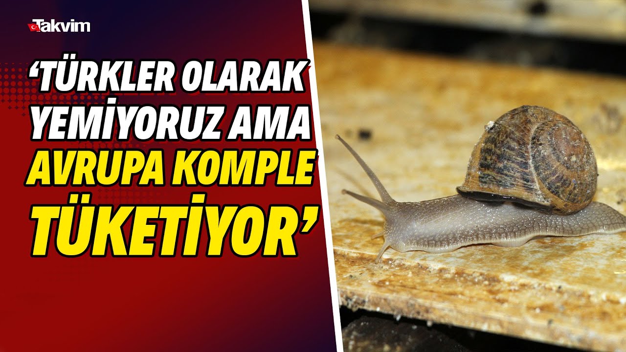 Salyangoz çiftliklerine ilk adım... 