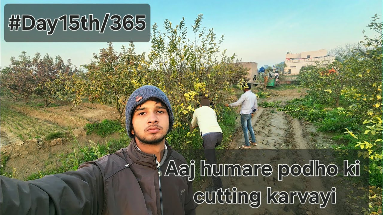 Aaj humare podho ki cutting karvayi/#Day15th/365 of my vlog