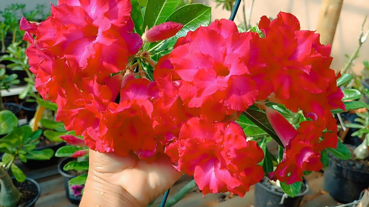 ROSA DO DESERTO SINDY , ZOI , BOUQUET PINK TRIPLA E MUITO MAIS 😱❤️😊