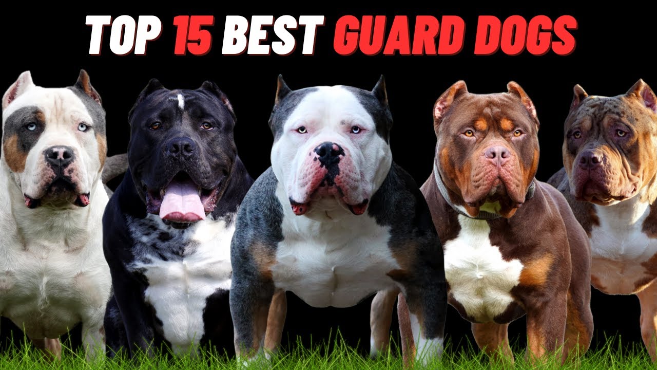 🐕 Top 15 Best Guard Dogs for Personal Protection 🛡️ | Curious Corner.