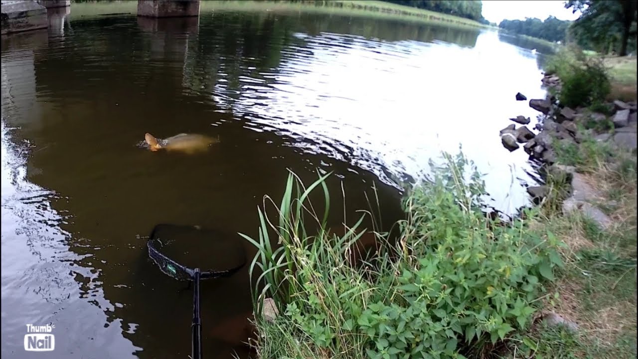 OBROVSKÝ KAPR ( 106cm ) kterého jsem málem nevytáhl !!! #Labe - Kapří jízdy - Nash siren - Carp run