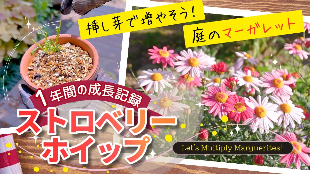 【マーガレット】挿し芽で増やせる！大人気「ストロベリーホイップ」｜開花まで１年の記録｜
