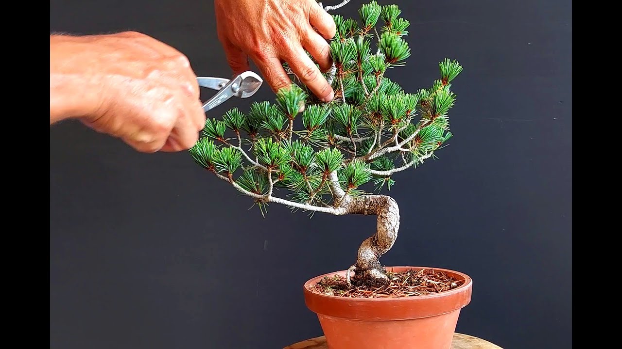 White Pine Bonsai Shoin Size