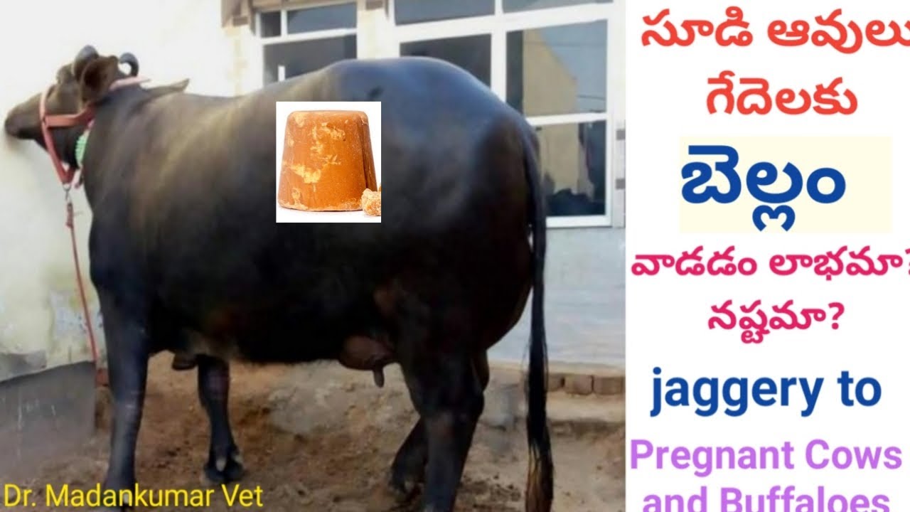 సూడి పశువులకు బెల్లం వాడవచ్చా? | Is Jaggery be fed to Pregnant Buffaloes and Cows Telugu