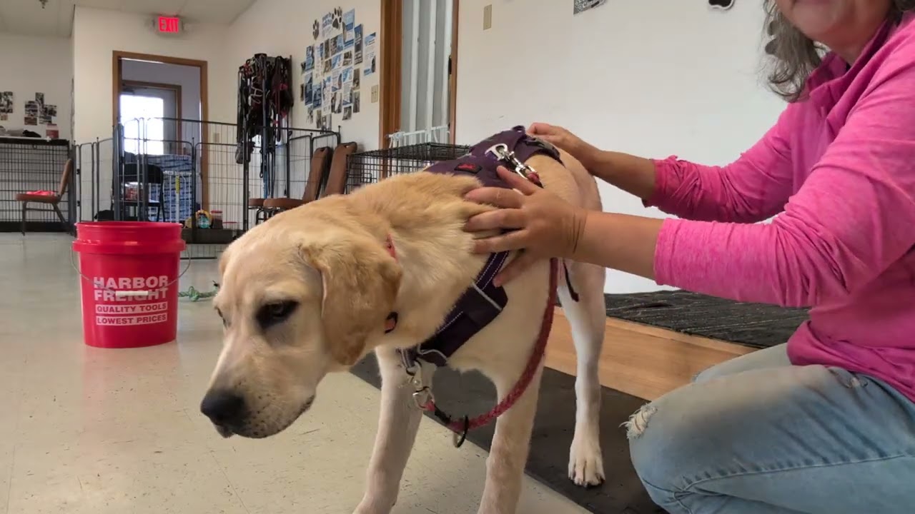 No Nip Harness & Leash Practice 