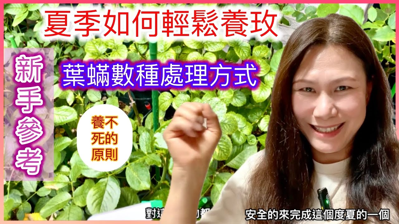 【新手參考】玫瑰如何安然度夏❓葉蟎的最佳處理方式？保持一個原則可輕鬆養玫絕不種掛！#Erin玫瑰花園
