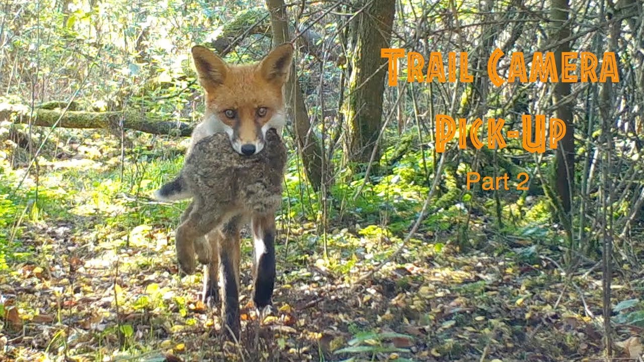 Trail Camera Pick-Up   Part 2