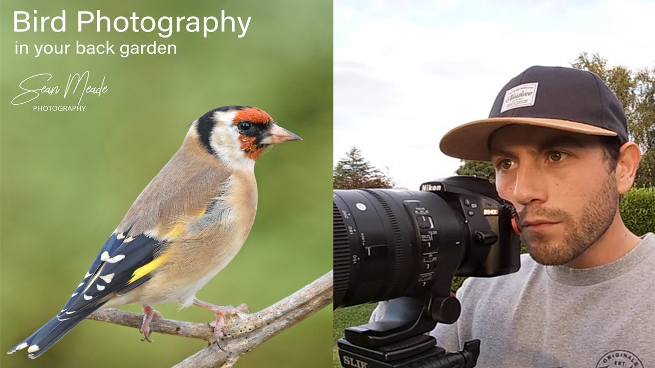 Bird Photography - In your Garden.