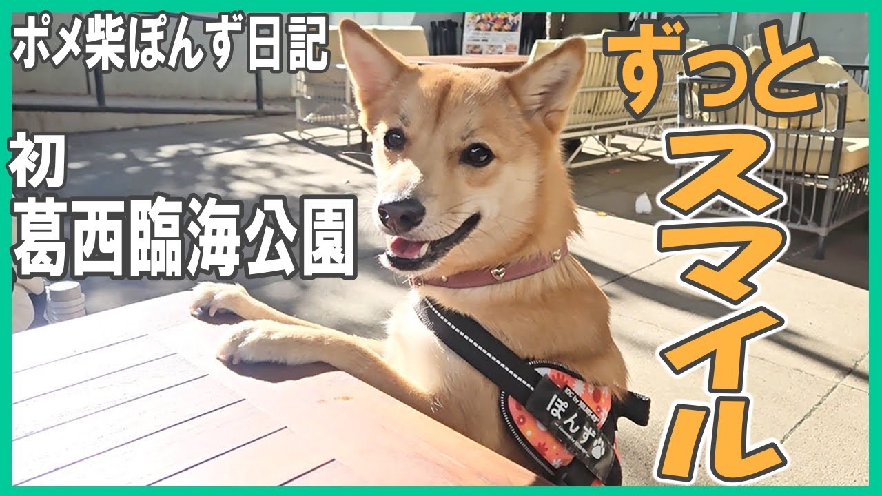 ポメ柴ぽんず日記【初めての葛西臨海公園】ずっとスマイル／１歳６ヶ月
