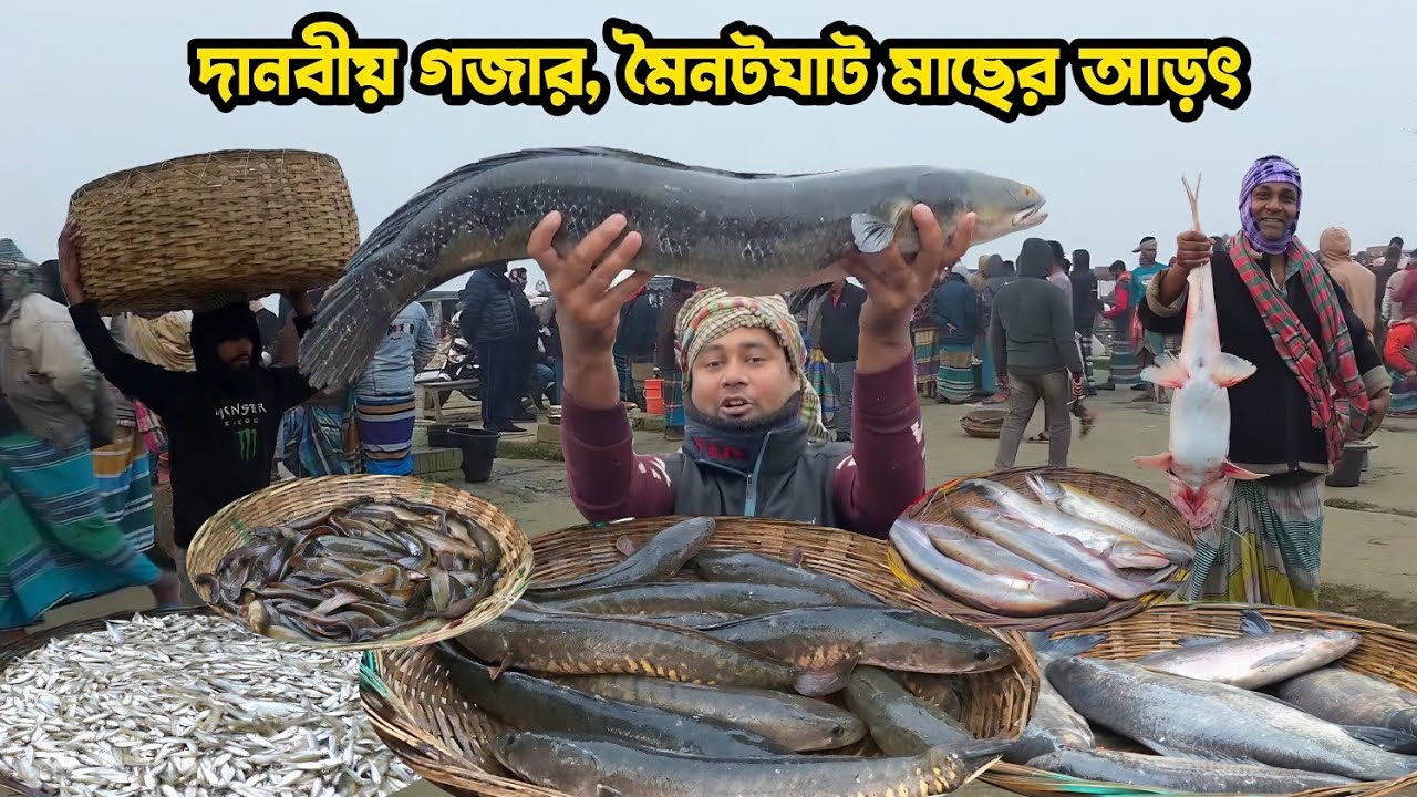 ভয়ংকর দেশীয় গজার মাছ, শিং মাছ, কই মাছ সহ পদ্মার বিভিন্ন মাছে ভরপুর মৈনট মাছের আড়ৎ।। 