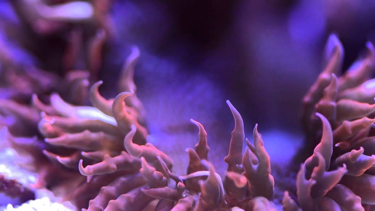 Aquarium Coral