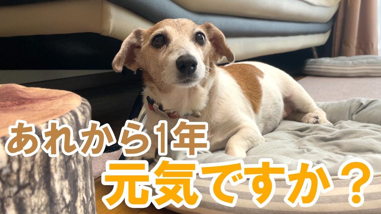 【あれから1年】愛犬を想って泣いた日