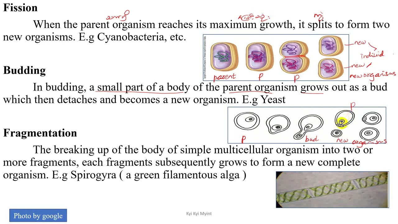 Grade 10 Chapter 5 Reproduction & Spore Formation