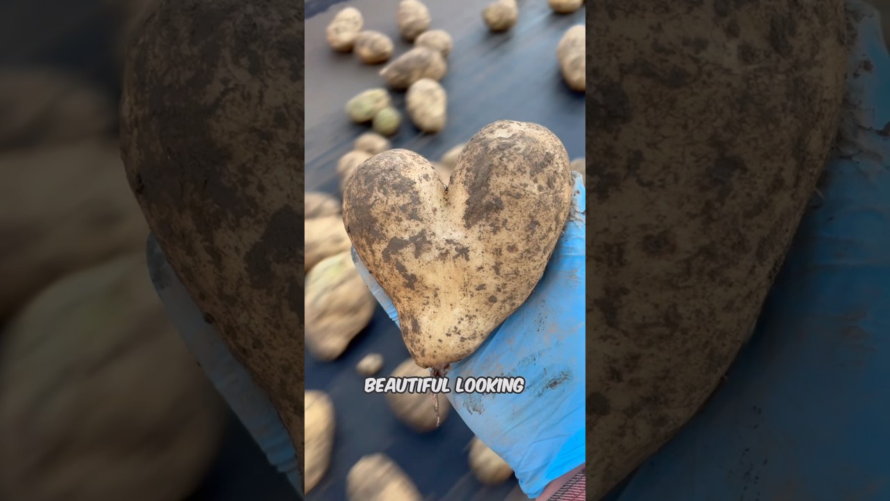 A potato love story that took 10 hours #potatoes