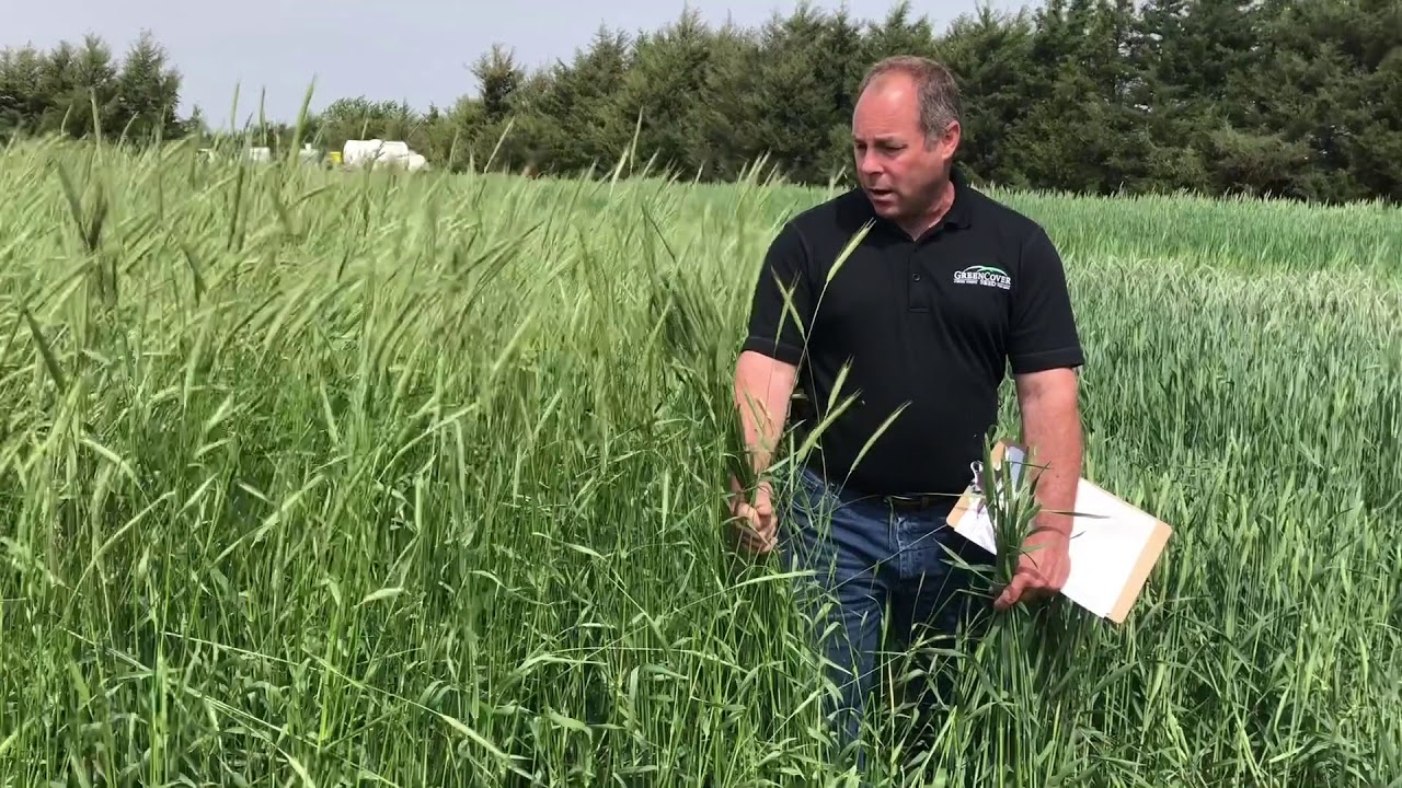 Contrast Between Triticale & Rye