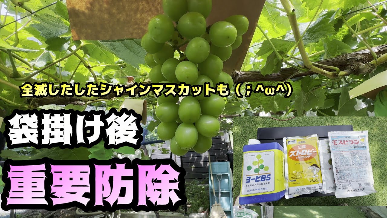 壊滅シャインマスカット、ベト病多発シーズン、袋掛け後の防除、農薬液肥、ピオーネ着色とクイーンニーナ安い窓付きブドウ袋、＃ぶどう＃栽培＃シャインマスカット＃ピオーネ＃クイーンニーナ＃農薬＃防除＃家庭菜園