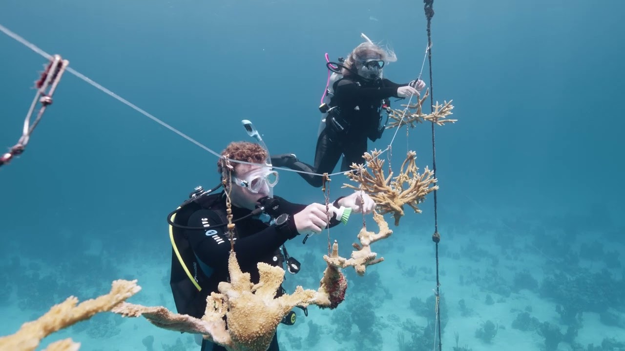 PADI Reef Rescue Network Diver Speciality Course