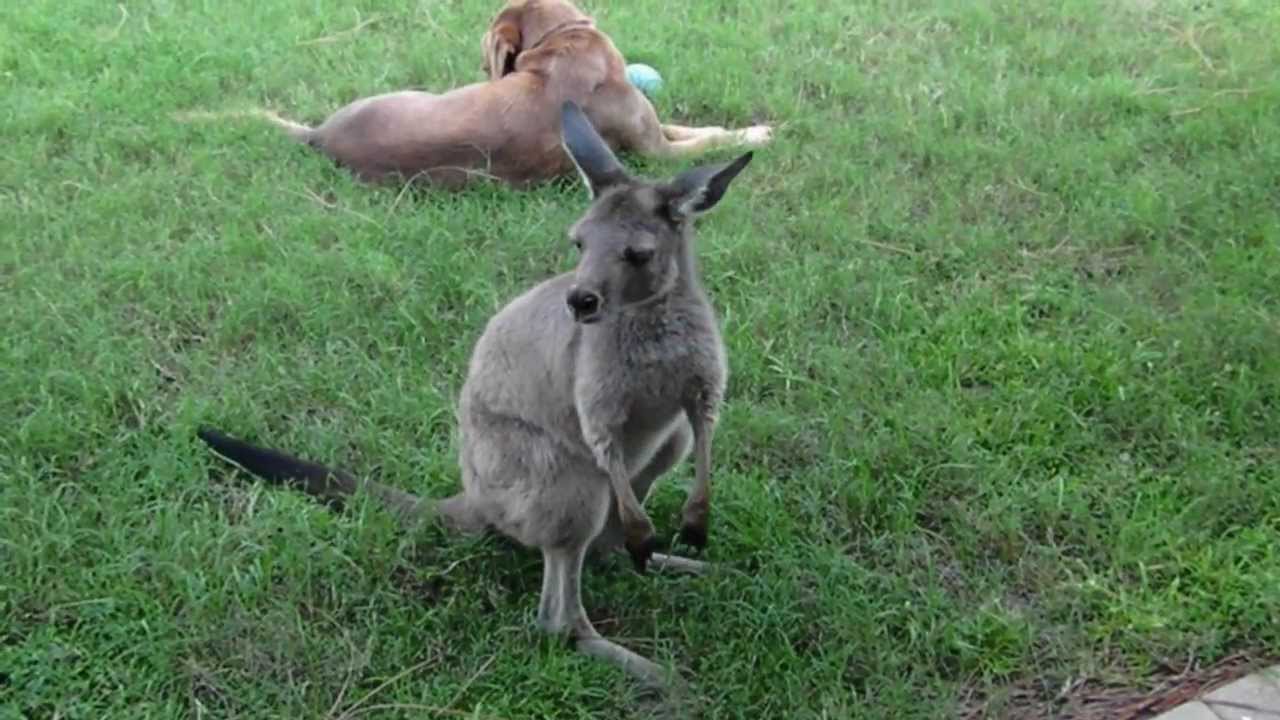 WHO IS FASTER.. A KANGAROO OR LEMUR??