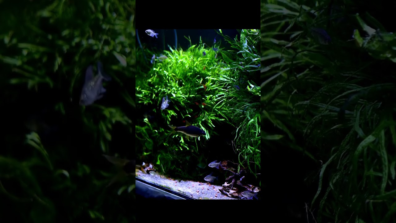 Nature aquarium therapy #plantbased #plants #plantedtank #plantedtanks #plantedtanksforever #fish