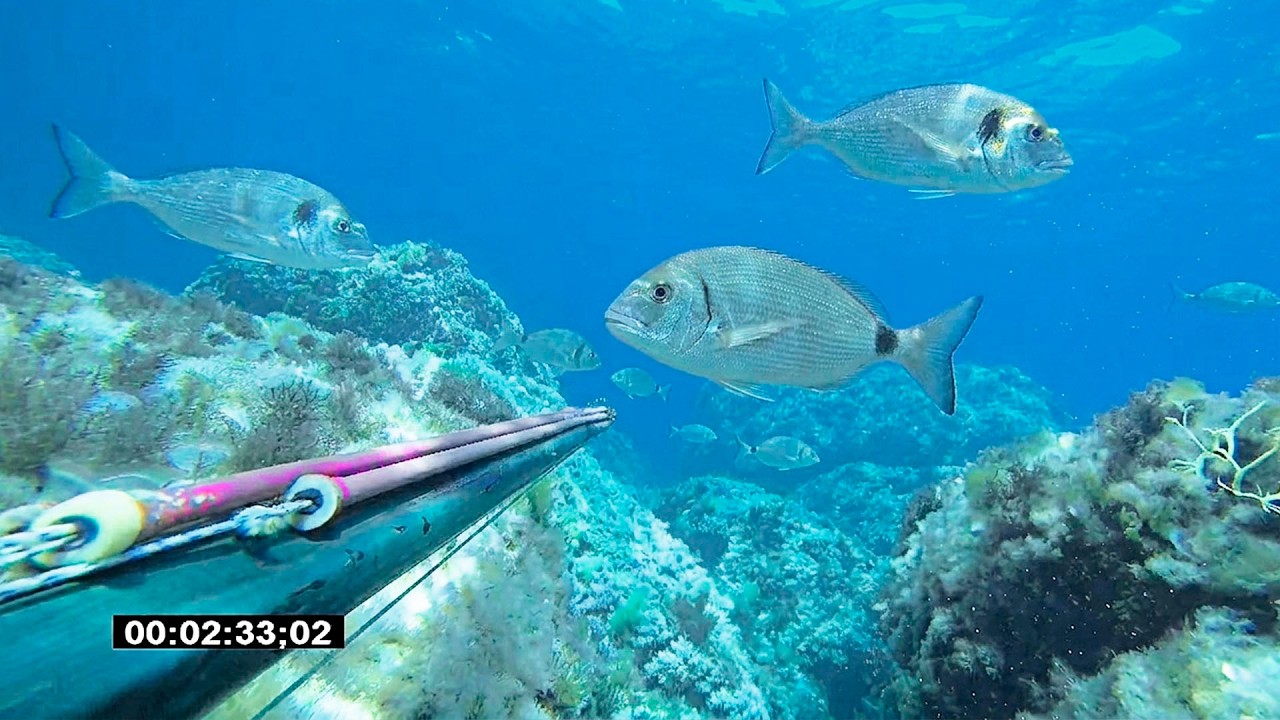 PESCA SUBMARINA al ACECHO en POCA AGUA &iexcl;Estoy en el PARAISO!